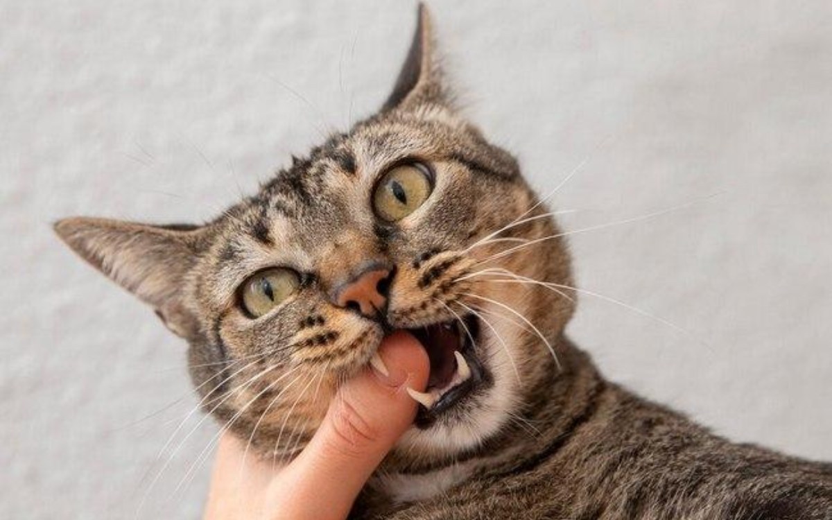 Мысық тістеп алған қазақстандық әйел көз жұмды