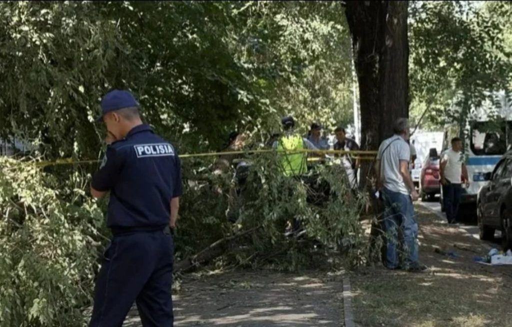 Алматыдағы әйелдің өлімінен кейін әкімдік ағаш бұталарын кесіп жатыр