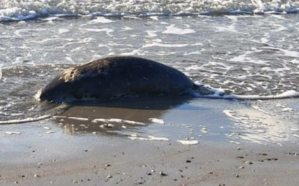 Маңғыстауда жүзден аса итбалық қырылып қалған