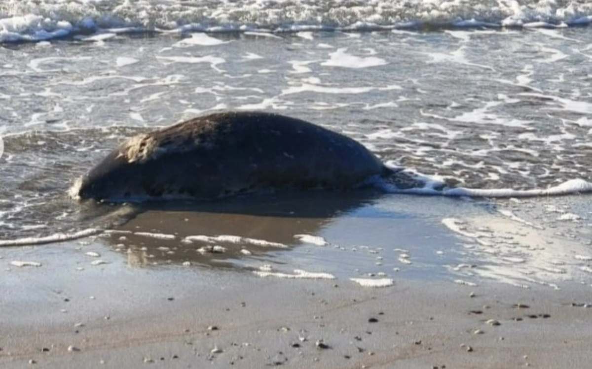 Маңғыстауда жүзден аса итбалық қырылып қалған