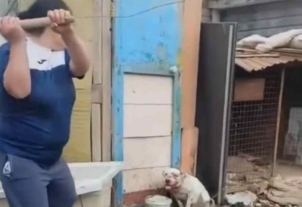 Ауласындағы итті күрекпен ұрған: Атырау тұрғынына қылмыстық іс қозғалды