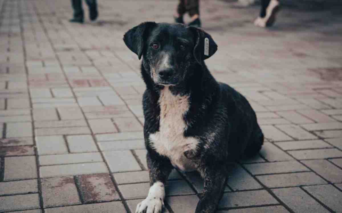 Қазақстанда жануарларды өлтіргендер бес жылға сотталуы мүмкін